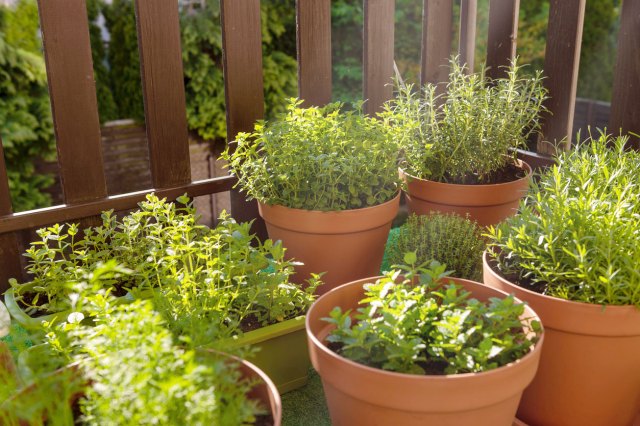 An image of potted herbs on a deck