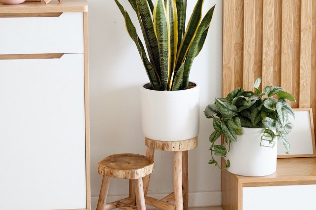 Two plants in white pots sitting on wooden stools