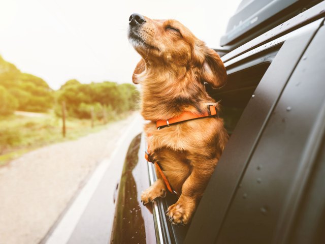 An image of a golden retriever hanging out a car window
