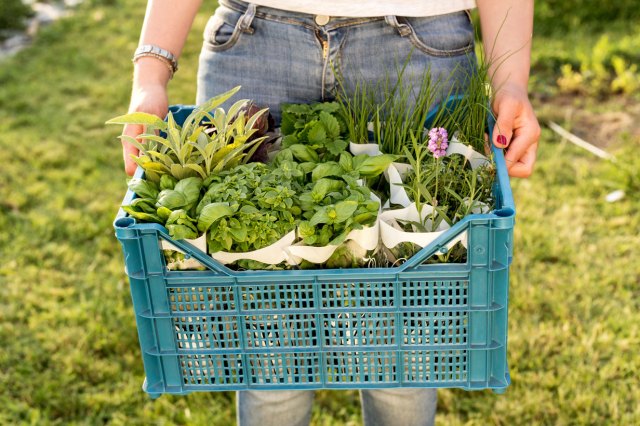 An image of a person holding a crate filled with herbs