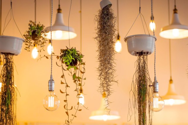 Lights and plants hanging from a ceiling