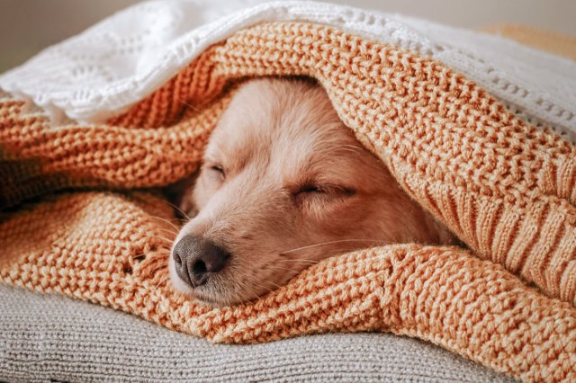An image of a dog snuggled in an orange blanket