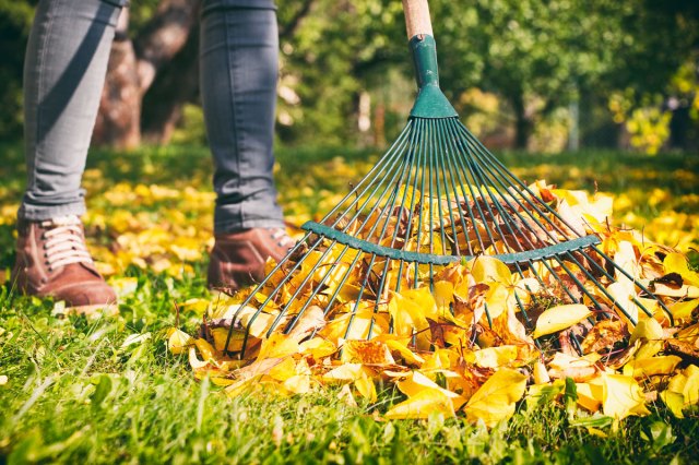 An image of a person raking leaves