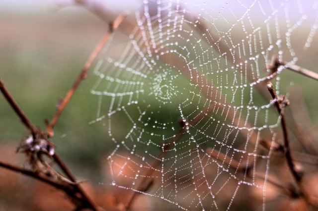 An image of a spiderweb