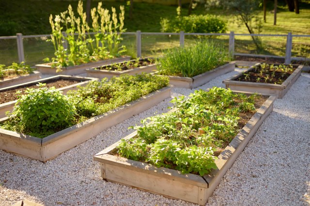 An image of a community garden