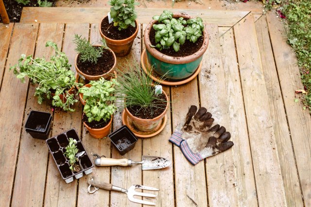 An image of potted plants on a wooden table with gardening tools