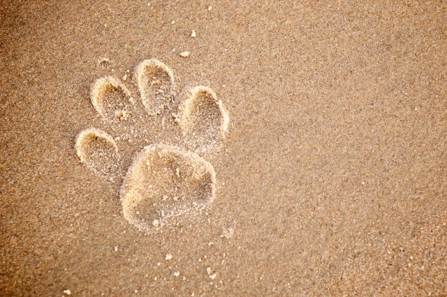 An image of a paw print in the sand