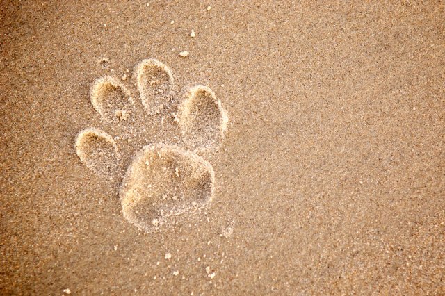 An image of a paw print in the sand