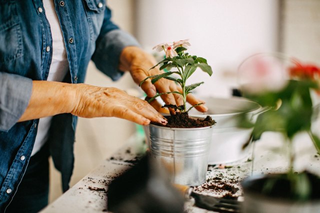 A person pots a plant in a tin can