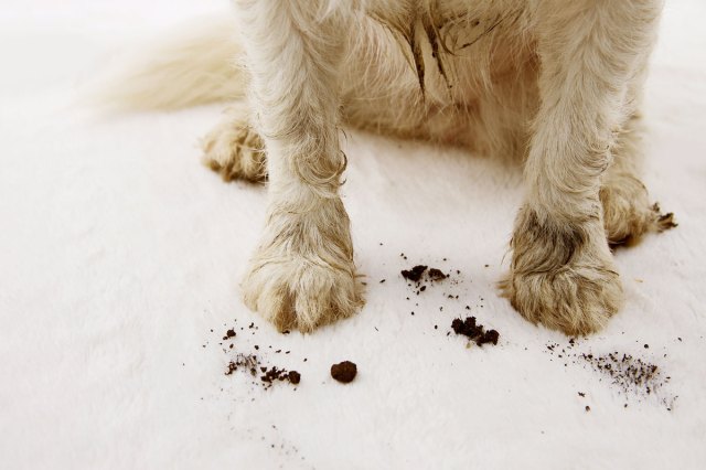 An image of a white dog with dirty paws