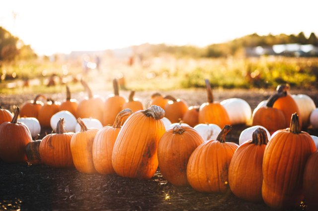 An image of a pumpkin patch