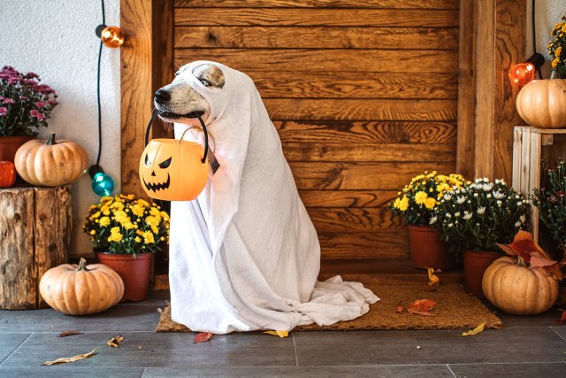 An image of a dog dressed as a ghost with a jack-o'-lantern candy bucket in his mouth