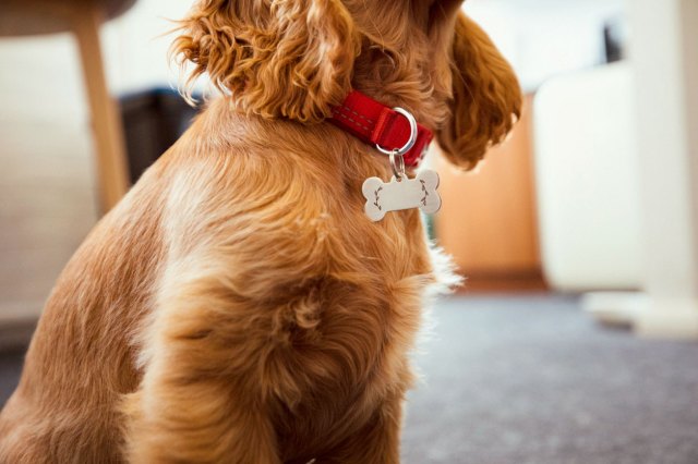 An image of a brown dog wearing a red collar