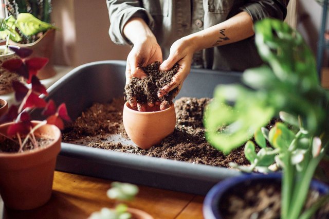 An image of a person putting soil into a small pot