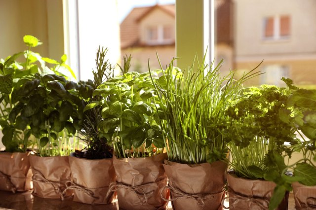 An image of various fresh herbs in pots