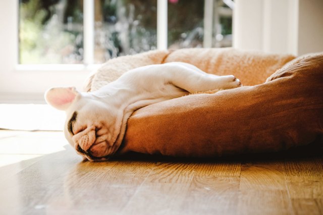 An image of a car lying in a cat bed