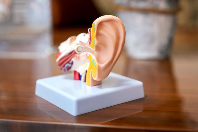 An image of a model ear