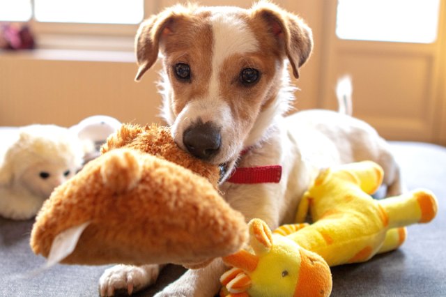 An image of a dog with stuffed toys