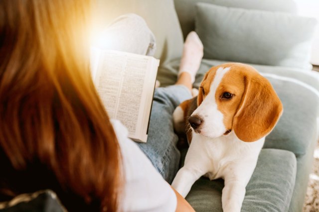An image of a dog and a woman reading a book on the couch