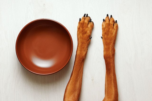 An image of dog paws next to a red dog bowl