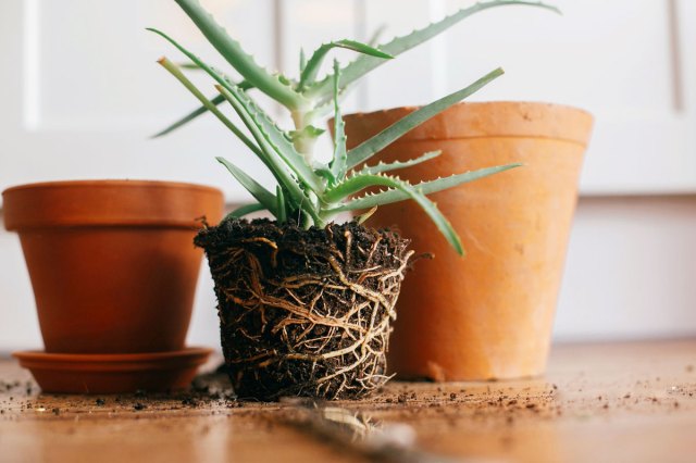 An image of an unpotted plant next to two pots