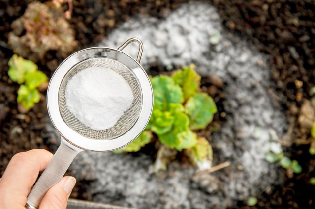 An image of a person holding a sieve with baking soda, blurred salad plants on background