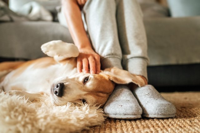 An image of a person sitting on the couch petting a dog on the rug