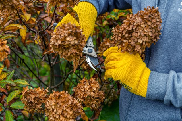 An image of a person pruning a plant
