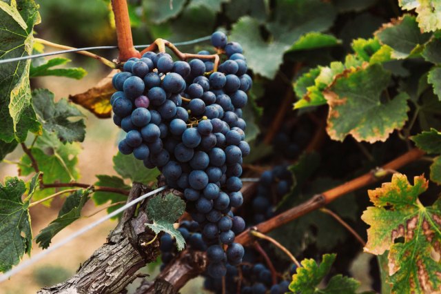 An image of grapes on the vine