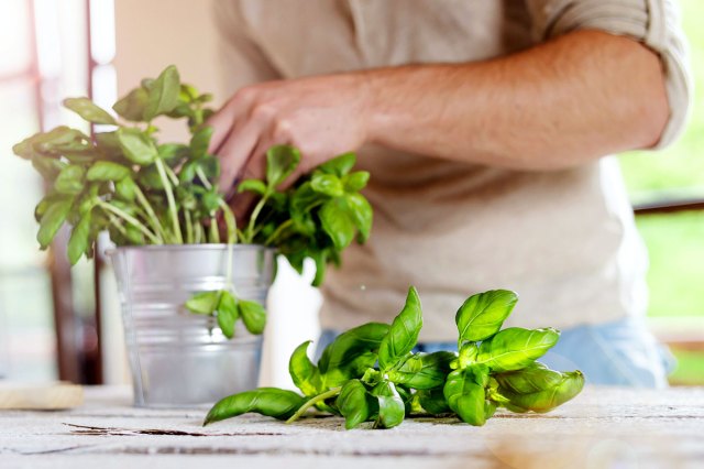 An image of a person taking fresh herbs out of a bucket