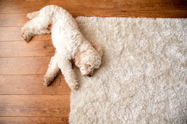 An image of a white fluffy dog laying on a white area rug on a wooden flood