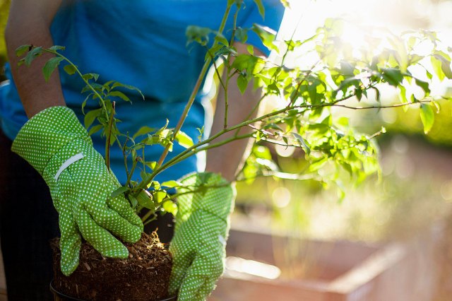 An image of a person holding a small plant with its roots showing