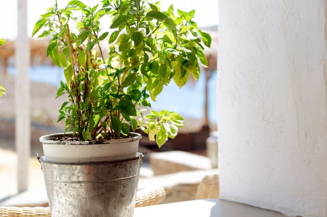 An image of a potted basil plant