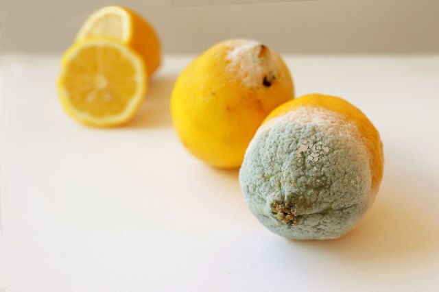 An image of moldy lemons