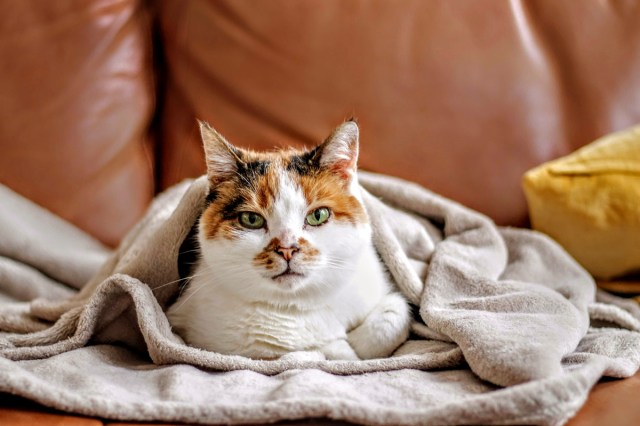 An image of a cat under a blanket