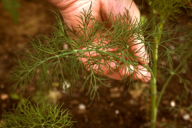 An image of a hand near a dill plant