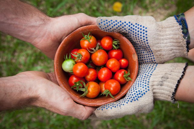 An image of two sets of hands holding a bowl of tomatoes
