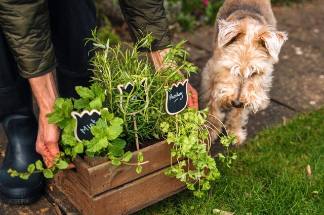 An image of a dog sniffing a plant in a wooden box
