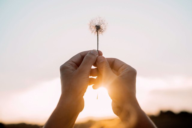 An image of two hands holding a dandelion up at the sky during sunset