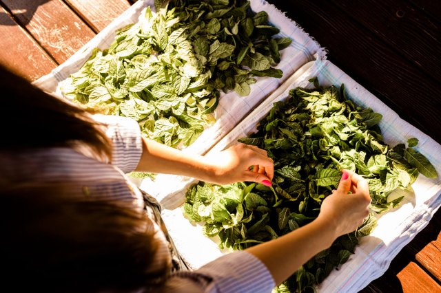 An image of a woman drying leaves