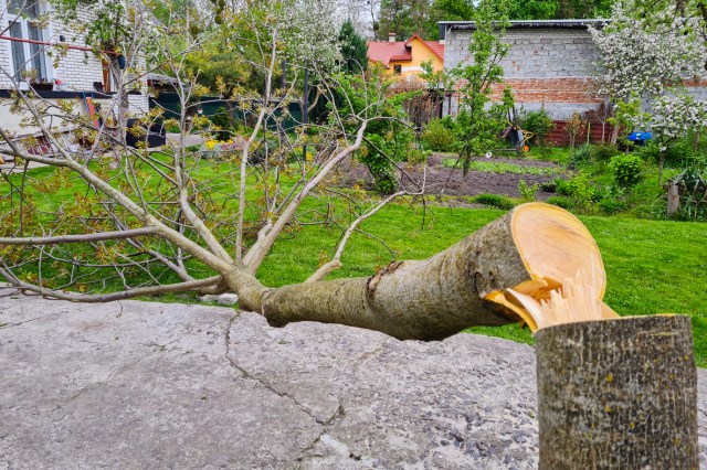 An image of a fallen down tree in a yard
