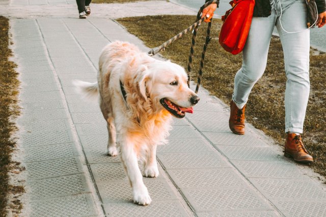 An image of a person walking a golden retriever