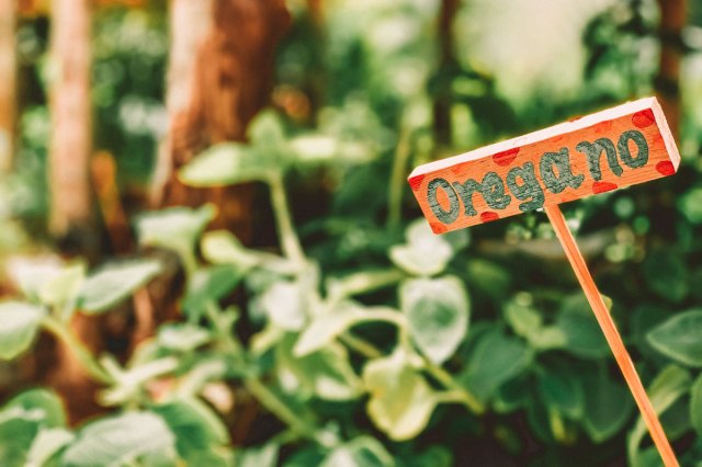 An image of a garden sign that says oregano