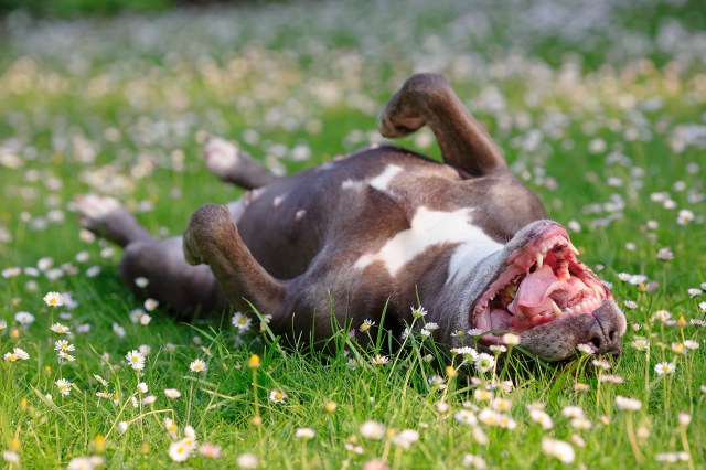 An image of a dog rolling around in the grass