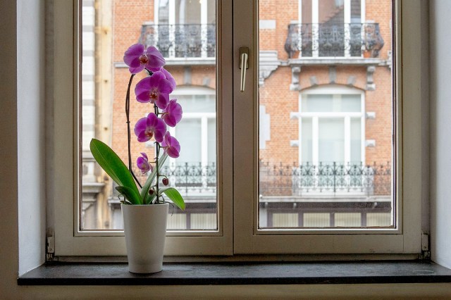A purple orchid sitting on a windowsill