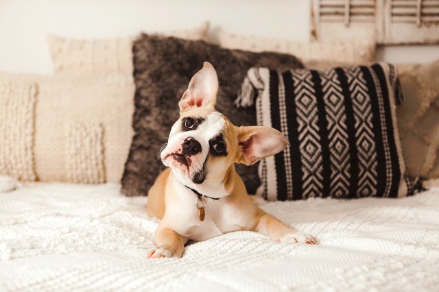 An image of a dog sitting on a bed and tilting its head