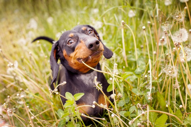 An image of a dog in the grass eating a dandelion 
