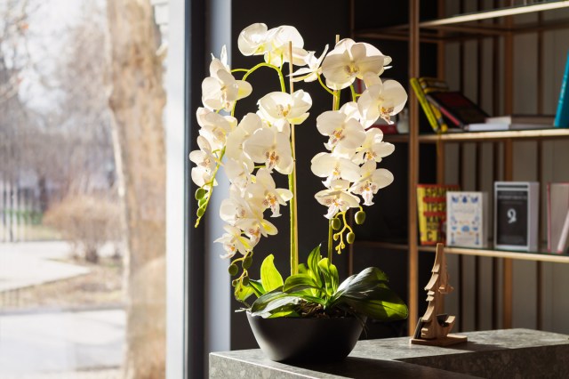 A white orchid next to a window