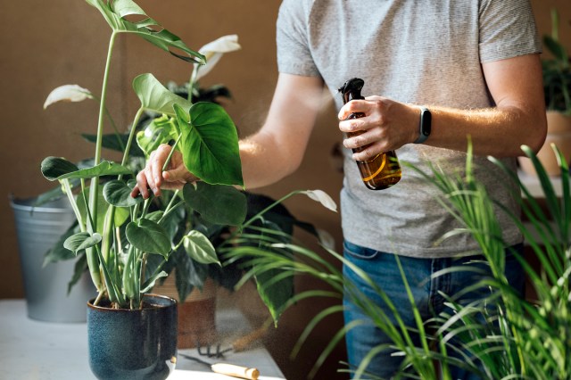 An image of a man watering a plant with a spray bottle