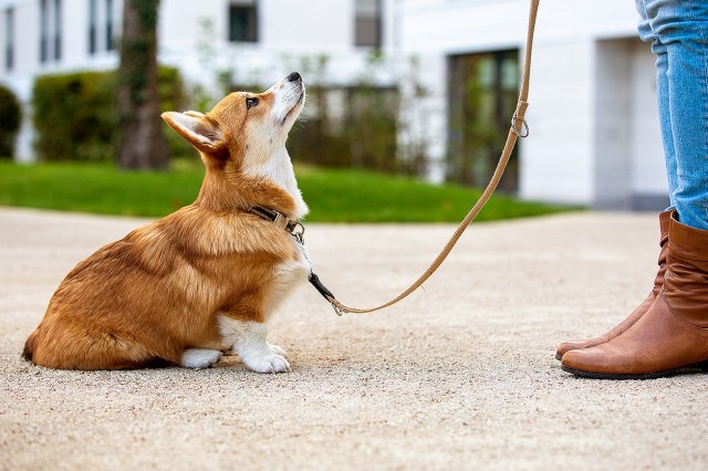 An image of a dog sitting on the ground looking at its owner